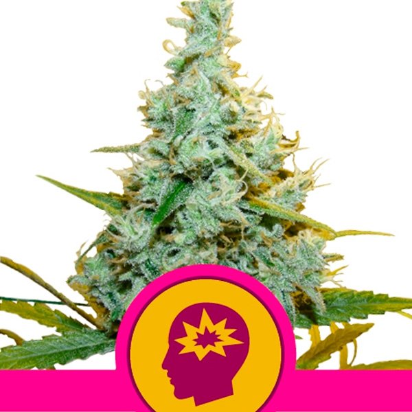 AMG-1-u-fem-Royal-Queen.jpg