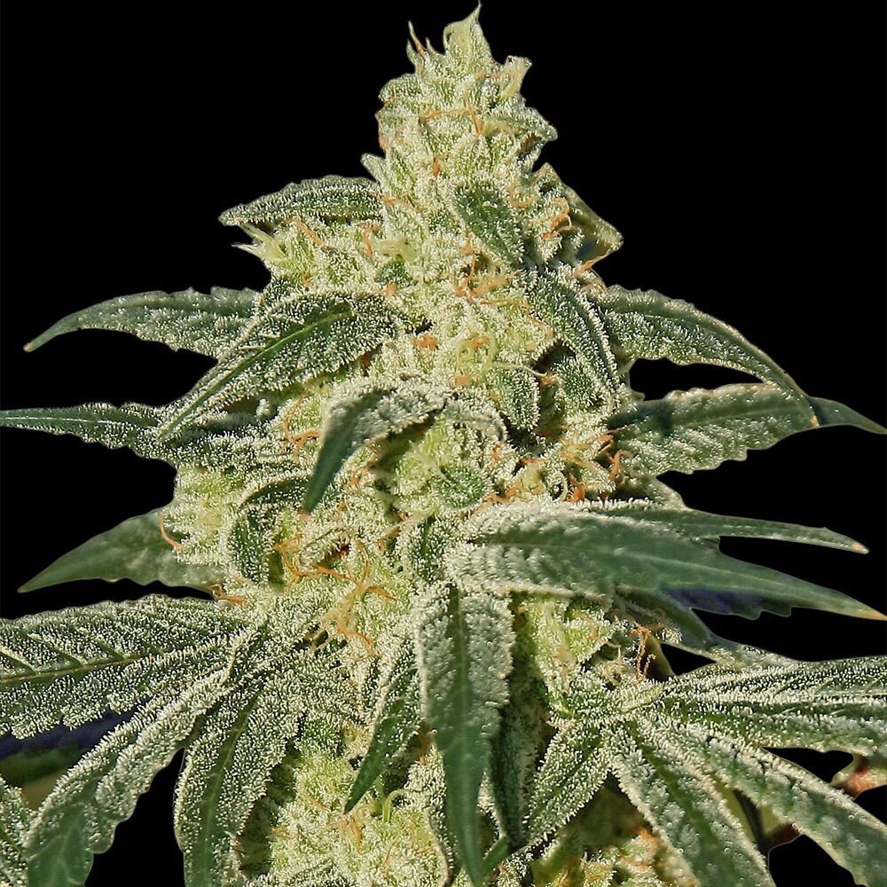Afghan-Hash-Plant-5-u-reg-Barneys.jpg