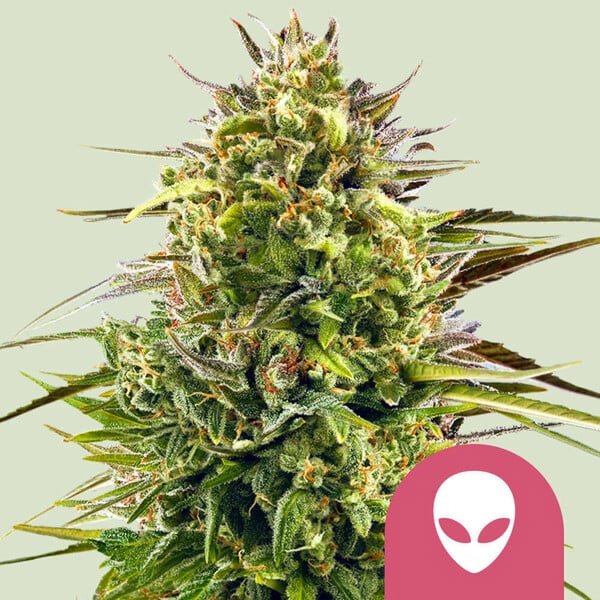 Alien-OG-3-u-fem-Royal-Queen.jpg