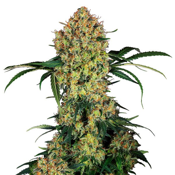 Aloha-OG-3-u-fem-Sensi-Seeds-Research.jpg