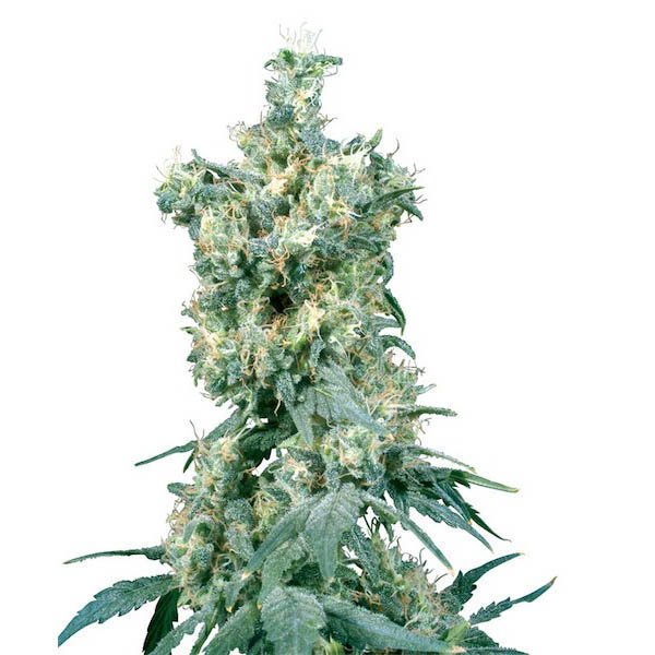 American-Dream-10-u-reg-Sensi-Seeds.jpg