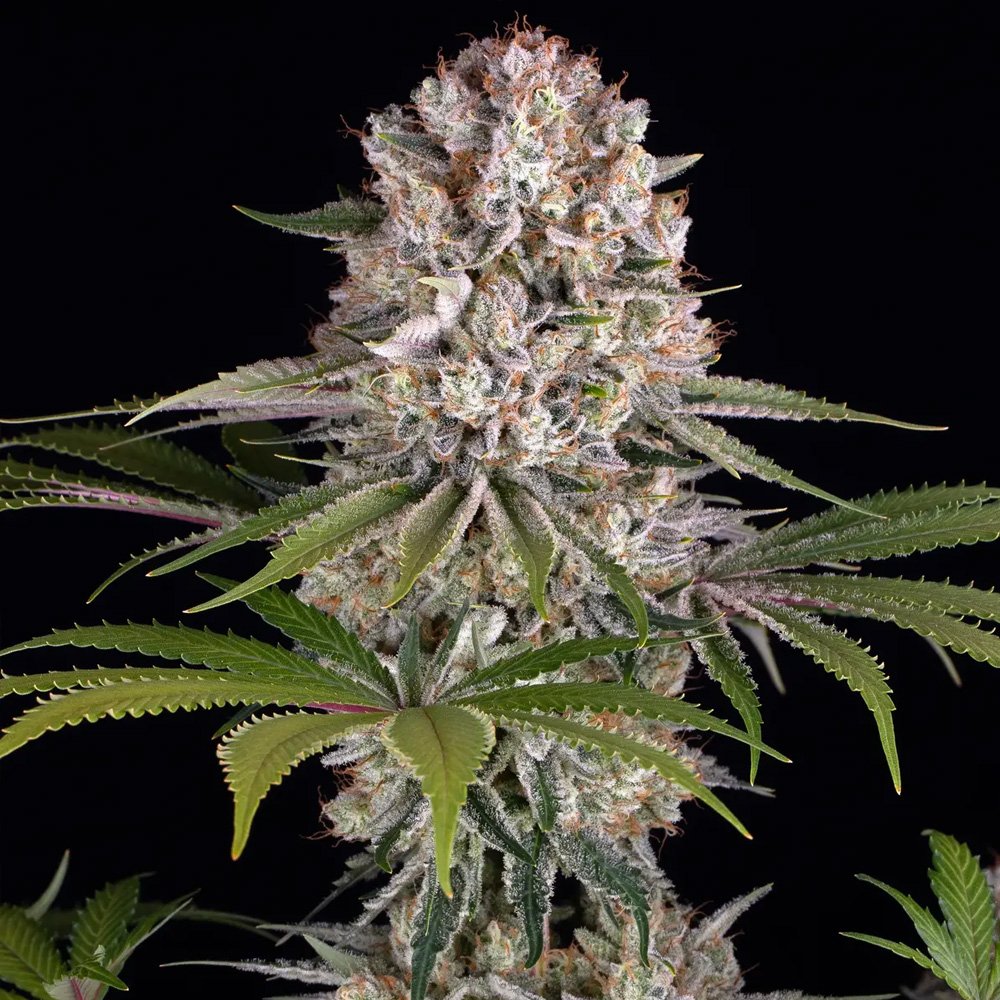 Amnesia-Haze-10-u-fem-Barneys.jpg