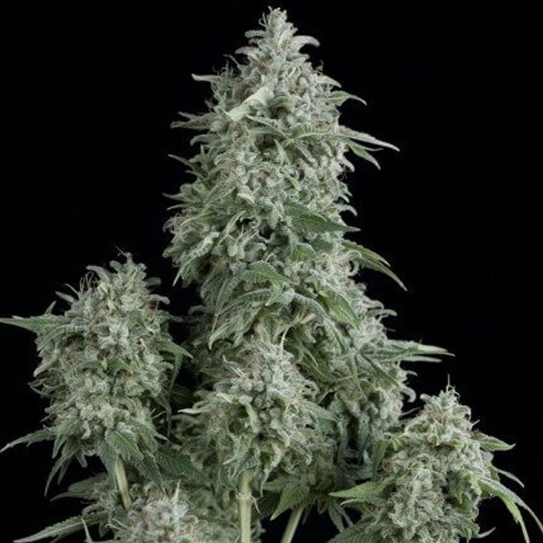 Anubis-7-u-Reg-Pyramid-Seeds.jpg