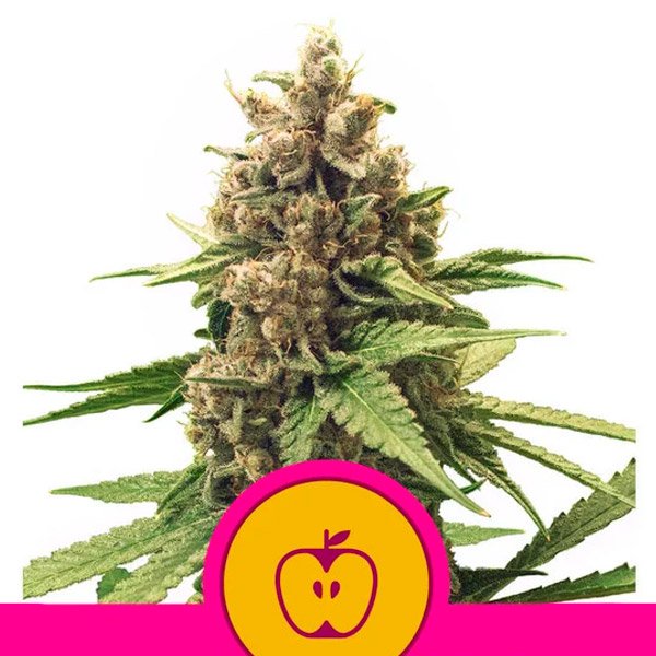 Apple-Fritter-1-u-fem-Royal-Queen.jpg