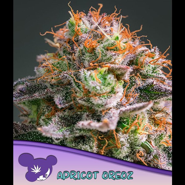 Apricot-Oreoz-3-u-fem-Anesia.jpg