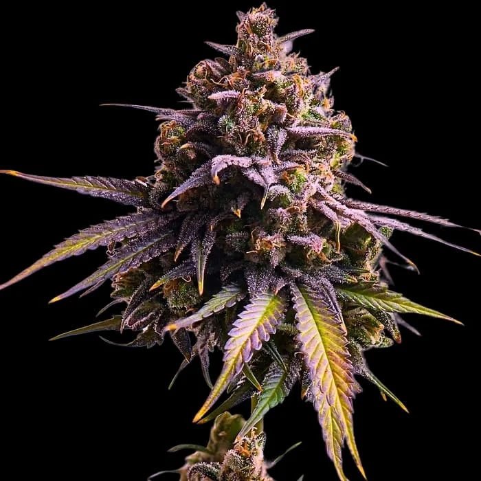 Auro-RS11-3-u-fem-Empire-Seeds.jpg