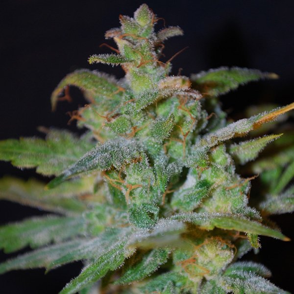 Auto-AK-4-u-fem-Female-Seeds.jpg