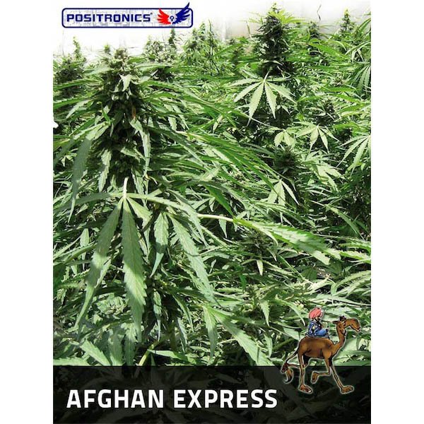 Auto-Afghan-Express-1-u-fem-Positronics-Seeds.jpg