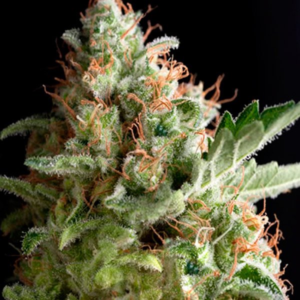 Auto-American-Pie-1-u-blister-x-12-u-fem-Pyramid-Seeds.jpg