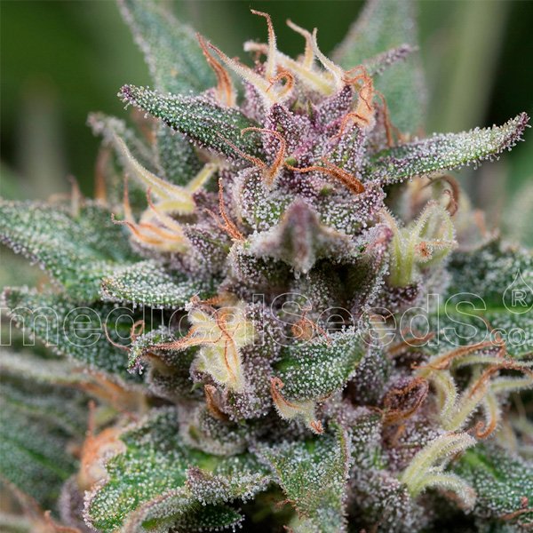 Auto-Bluehell-3-u-fem-Medical-Seeds.jpg