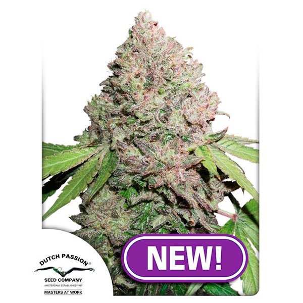 Auto-CBD-Charlottes-Angel-1-u-fem-Dutch-Passion.jpg