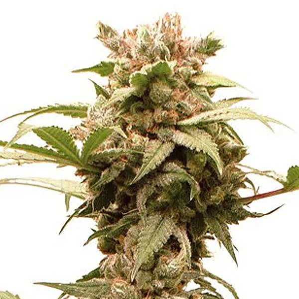 Auto-CBG-Force-1-u-fem-Dutch-Passion.jpg