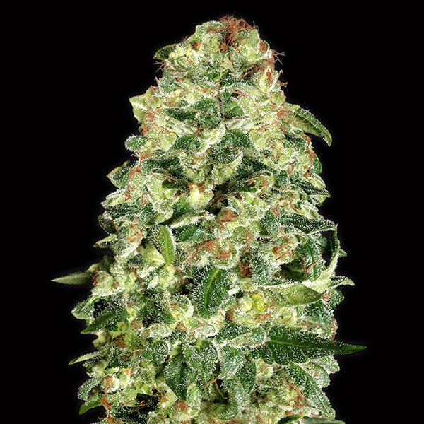 Auto-California-Kush-3-u-fem-00-Seeds.jpg