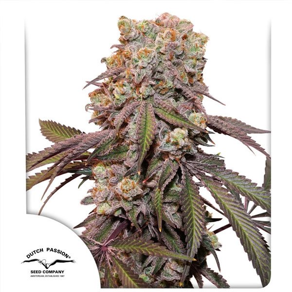 Auto-Candy-Bubatz-XL-1-u-fem-Dutch-Passion.jpg