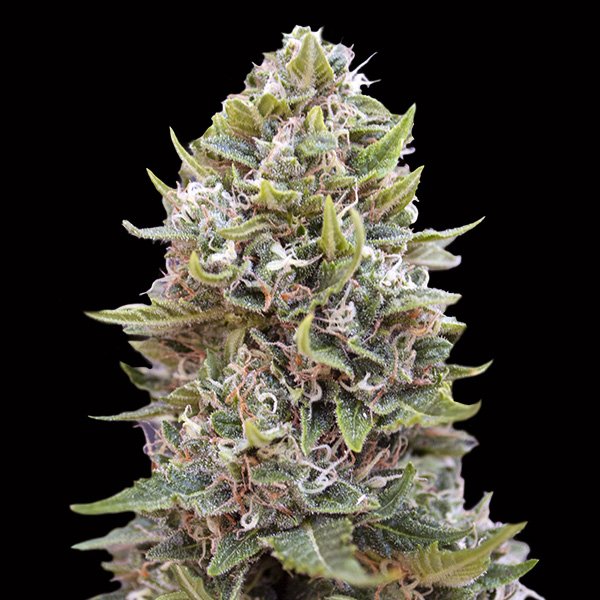 Auto-Cheese-Berry-3-u-fem-00-Seeds.jpg