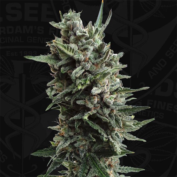 Auto-Critical-Hog-2-u-fem-TH-Seeds.jpg