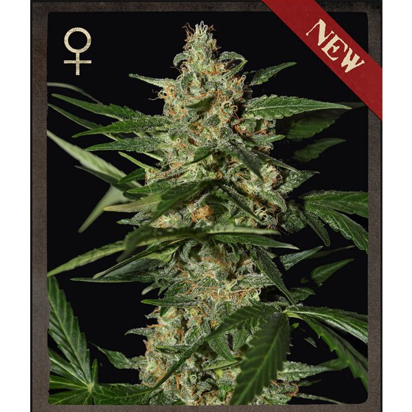 Auto-Damnesia-3-u-fem-Strain-Hunters.jpg