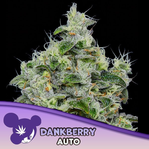 Auto-Dankberry-3-u-fem-Anesia.jpg