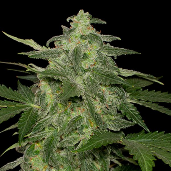 Auto-Diesel-Matic-3-u-fem-Black-Skull-Seeds.jpg