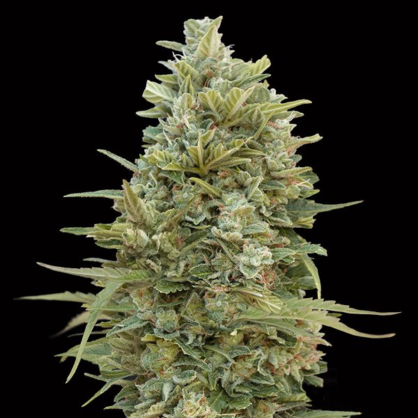 Auto-Do-Si-Dos-Cookies-3-u-fem-00-Seeds.jpg