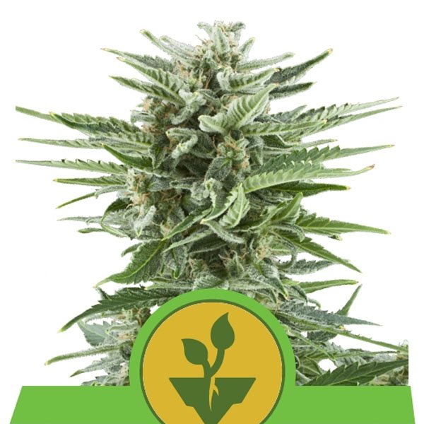 Auto-Easy-Bud-1-u-fem-Royal-Queen.jpg