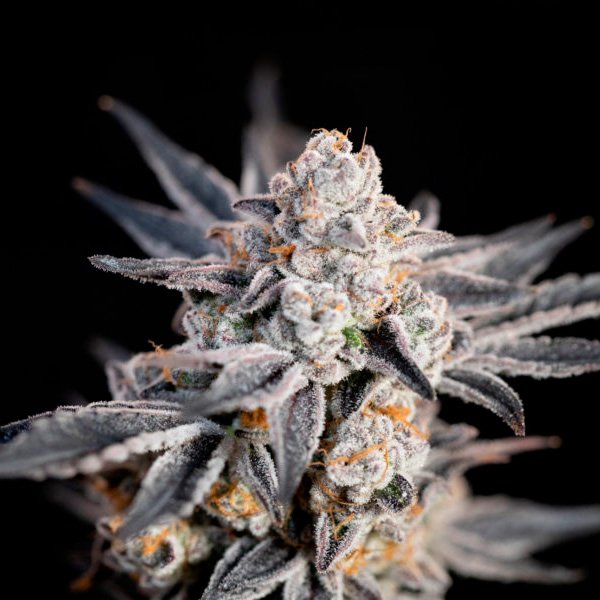 Auto-Expert-Gorilla-1-u-fem-Expert-Seeds.jpg