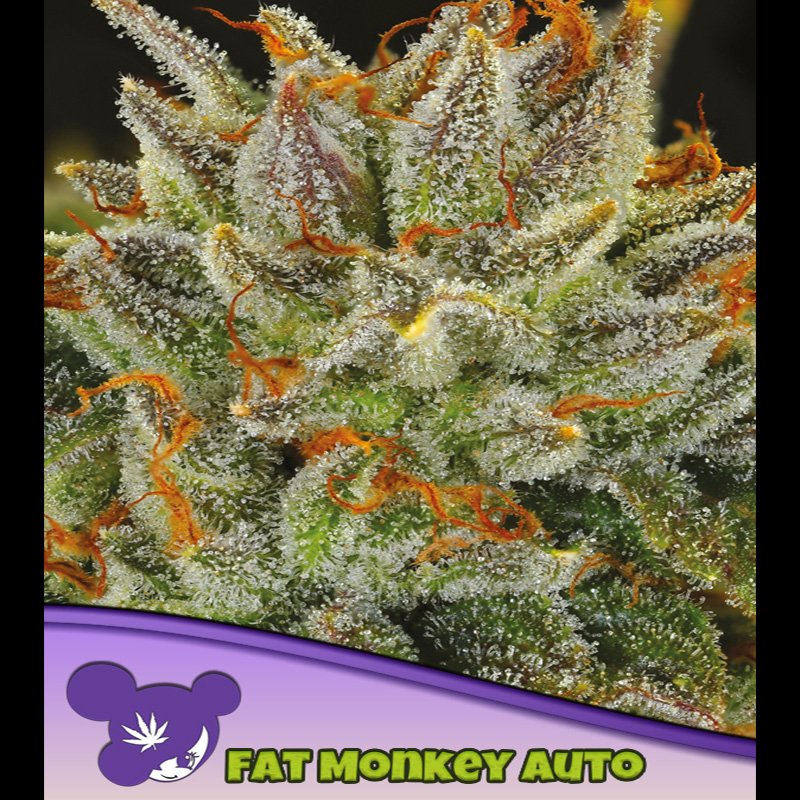 Auto-FAT-Monkey-3-u-fem-Anesia.jpg