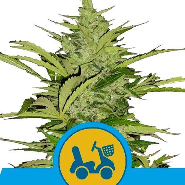 Auto-Fast-Eddy-CBD-1-u-fem-Royal-Queen.jpg