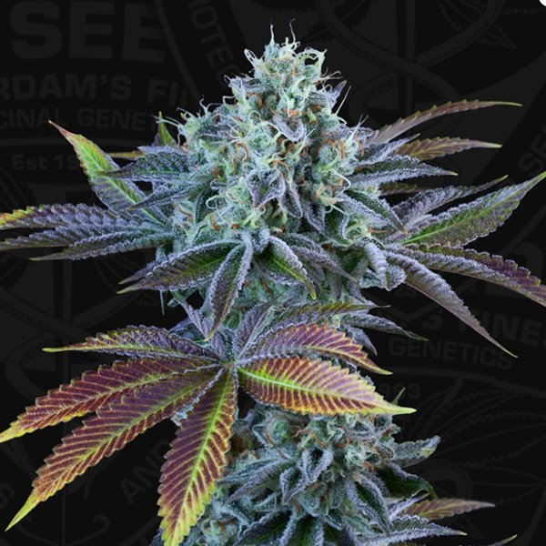 Auto-French-Cookies-2-u-fem-710-Limited-Pack-TH-Seeds.jpg