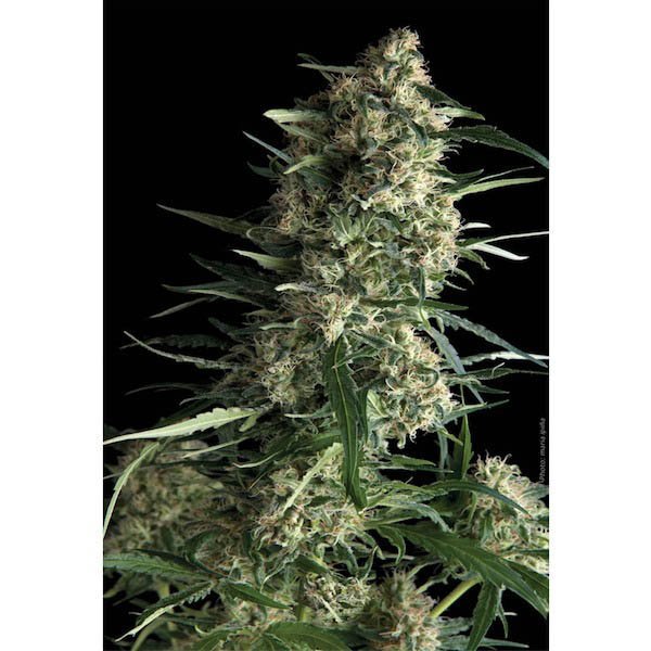 Auto-Galaxy-1-u-blister-x-12-u-fem-Pyramid-Seeds.jpg