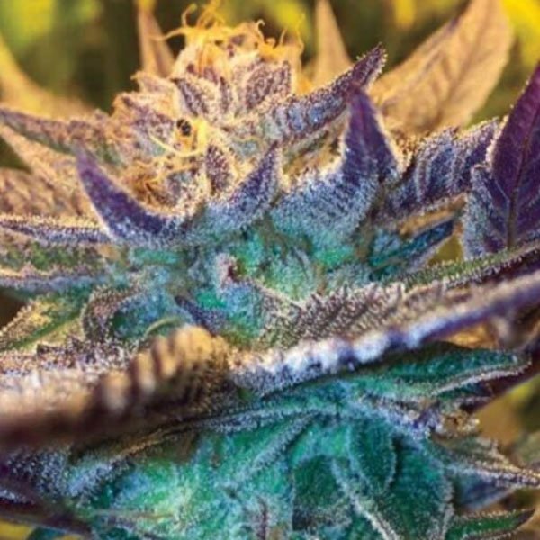 Auto-Girl-Scout-Cookies-1-u-fem-Garden-of-Green-Seeds.jpg