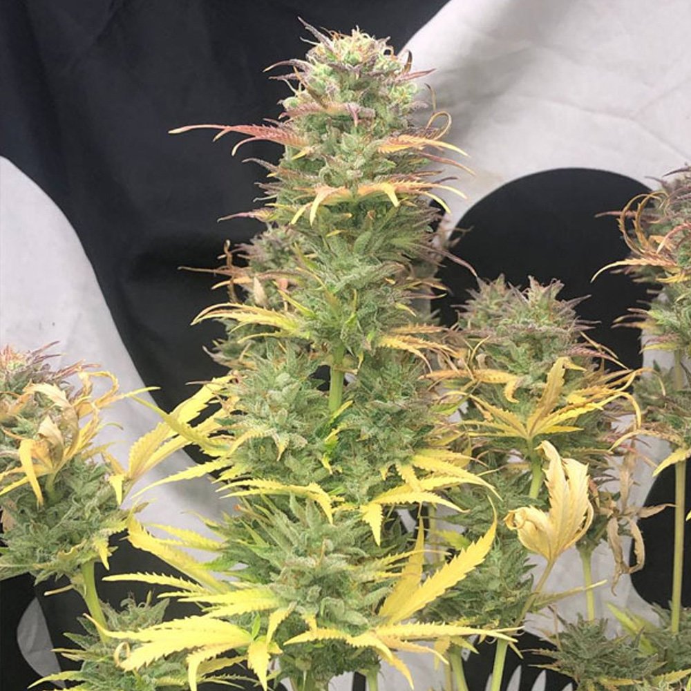 Auto-Girl-Scout-Kush-1-u-fem-Pure-Instinto.jpg