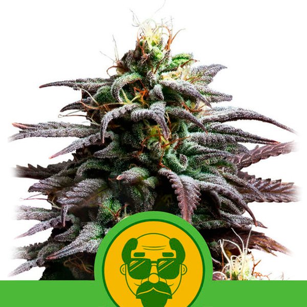 Auto-Granddaddy-Purple-1-u-fem-Royal-Queen.jpg