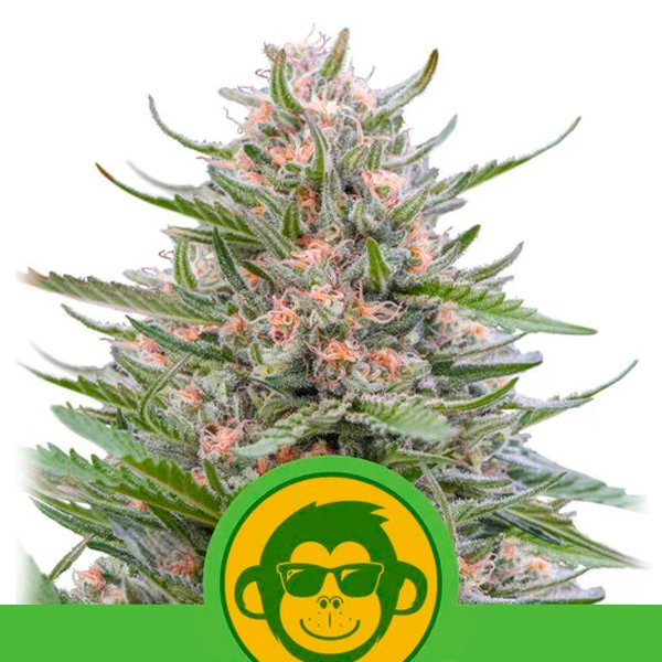 Auto-Grape-Ape-1-u-fem-Royal-Queen.jpg