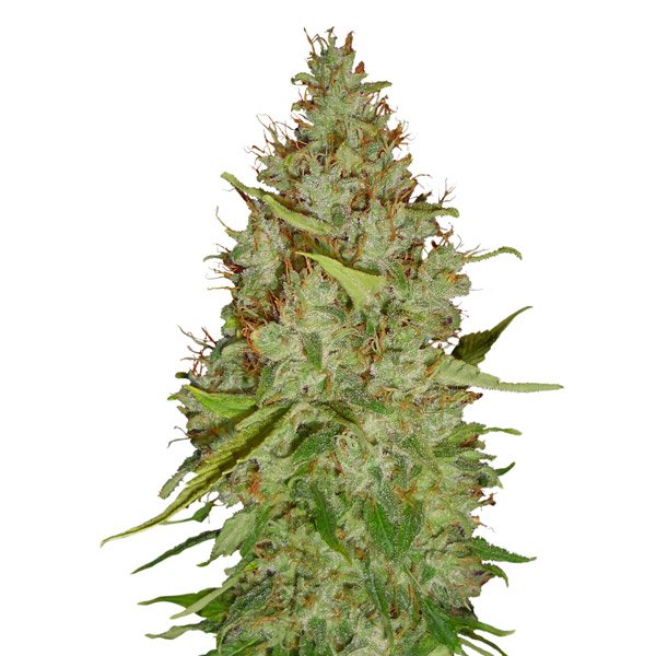 Auto-Harlequin-0313-1-u-fem-CBD-Buds.jpg