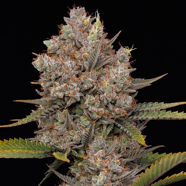 Auto-Hella-Jelly-3-u-fem-Humboldt-Seeds-Company.jpg