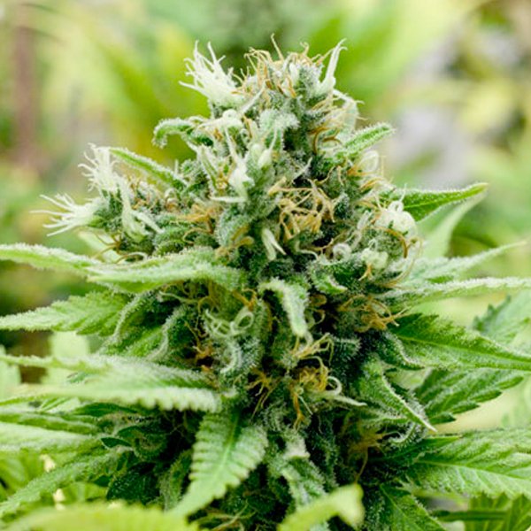Auto-Jack-Matic-3-u-fem-Black-Skull-Seeds.jpg