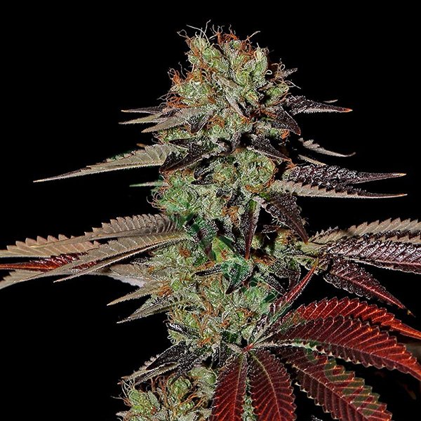 Auto-Kings-Kush-1-u-fem-Green-House.jpg