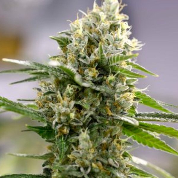 Auto-Lemon-Haze-1-u-fem-Expert-Seeds.jpg