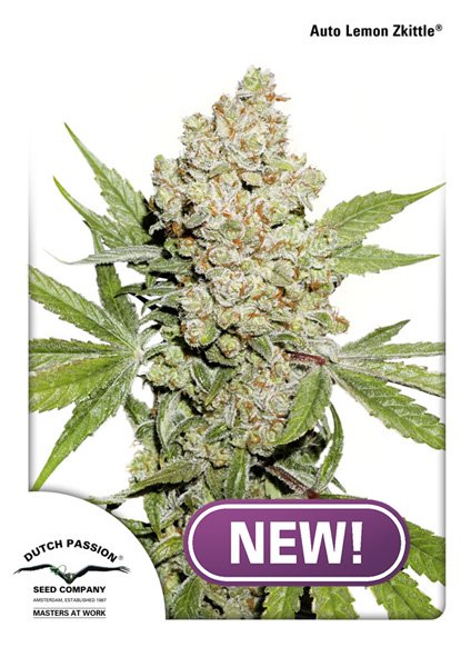 Auto-Lemon-Kix-1-u-fem-Dutch-Passion.jpg