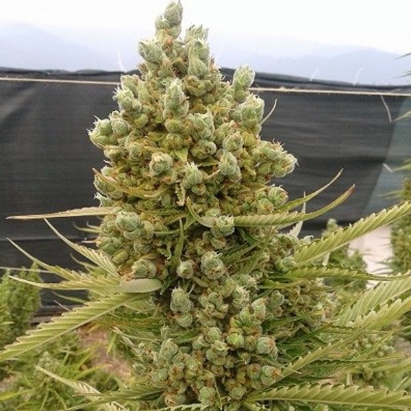 Auto-Malawi-x-Northern-Lights-1-u-fem-Ace-Seeds.jpg