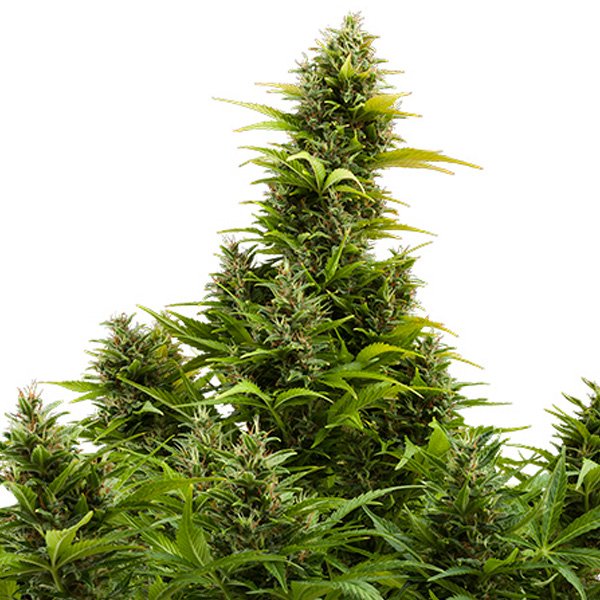 Auto-Medikit-CBD-1-u-Blister-x-10-fem-Buddha-Seeds.jpg