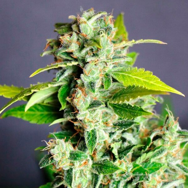 Auto-Mikromachine-1-u-fem-Kannabia-Seeds.jpg