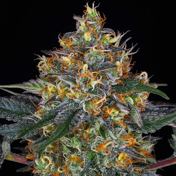 Auto-Moby-Dick-25-u-fem-Barneys.jpg