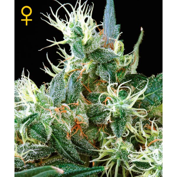 Auto-NL-3-u-fem-Green-House.jpg