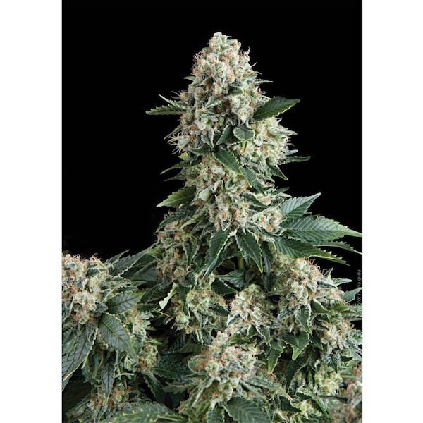 Auto-New-York-City-1-u-blister-x-12-u-fem-Pyramid-Seeds.jpg