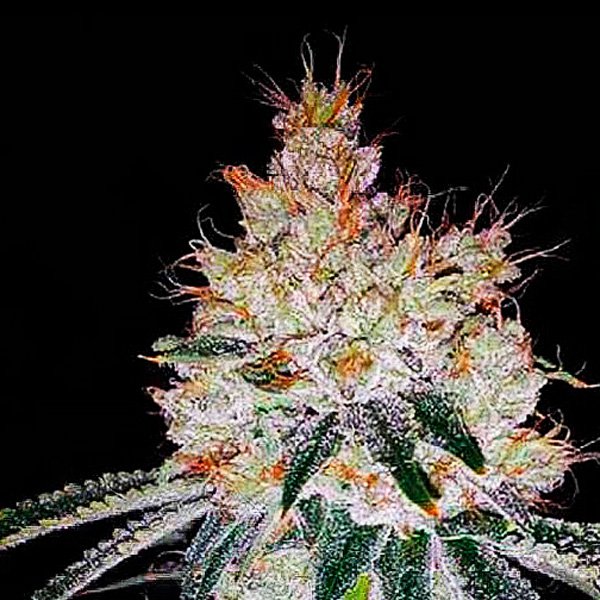 Auto-OGesus-1-u-fem-Expert-Seeds.jpg
