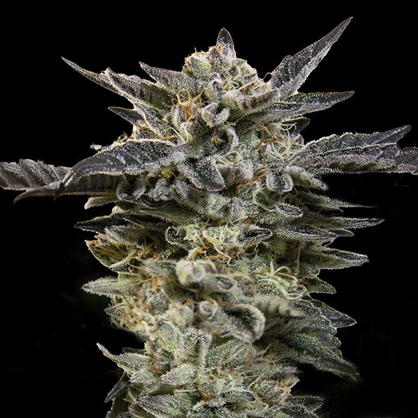 Auto-Oreoz-3-u-fem-00-Seeds.jpg