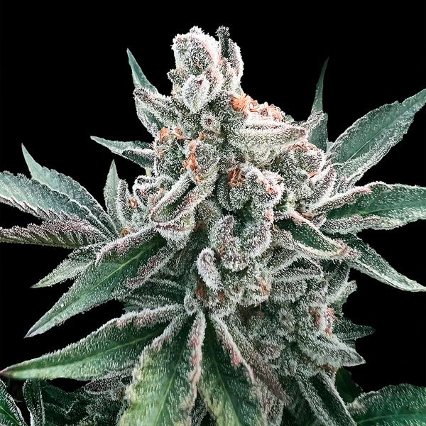 Auto-Polar-Gelato-by-Sherbinskis-3-ud-Silent-Seeds.jpg