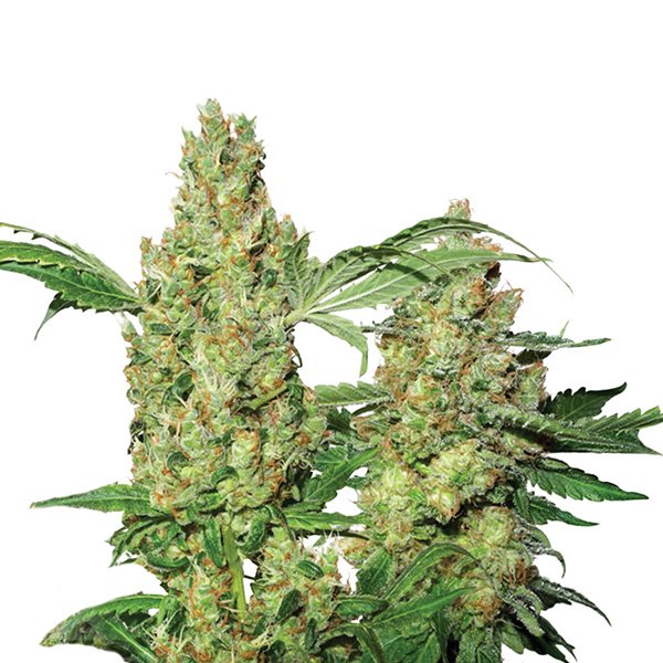 Auto-Pure-Power-Plant-5-u-fem-Nirvana.jpg